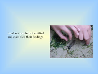 Students carefully identified and classified their findings 