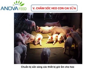 V. CHĂM SÓC HEO CON CAI SỮ A




Chuẩn bị sẳn sàng các thiết bị giữ ấm cho heo
 