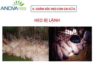 V. CHĂM SÓC HEO CON CAI SỮ A


 HEO BỊ LẠNH
 