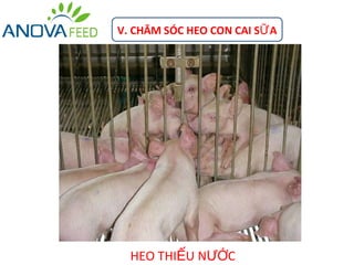 V. CHĂM SÓC HEO CON CAI SỮ A




  HEO THIẾU NƯỚC
 