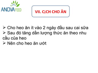 VII. CÁCH CHO ĂN


 Cho heo ăn ít vào 2 ngày đầu sau cai sữa
 Sau đó tăng dần lượng thức ăn theo nhu
cầu của heo
 Nên cho heo ăn ướt
 