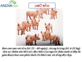 I.MỞ ĐẦ U




Heo con sau cai sữ a (từ 21 - 60 ngày) , trọ ng lượ ng (từ 6-23 kg)
cầ n sự chăm sóc hế t sứ c đặ c biệ t củ a ngườ i chăn nuôi vì đây là
giai đoạ n heo con phả i tách rờ i khỏ i mẹ và số ng độ c lậ p.
 