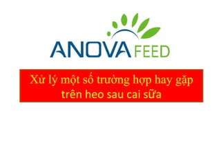 Xử lý một số trường hợp hay gặp
      trên heo sau cai sữa
 