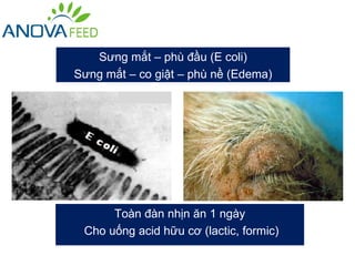 Sưng mắt – phù đầu (E coli)
Sưng mắt – co giật – phù nề (Edema)




      Toàn đàn nhịn ăn 1 ngày
 Cho uống acid hữu cơ (lactic, formic)
 