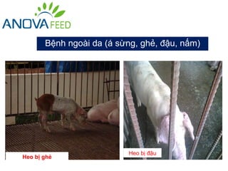 Bệnh ngoài da (á sừng, ghẻ, đậu, nấm)




                          Heo bị đậu
Heo bị ghẻ
 