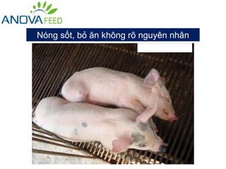 Nóng sốt, bỏ ăn không rõ nguyên nhân
 