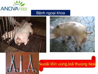 Bệnh ngoại khoa




 Nuoâi lôïn uùng,loã thuùng tieàn
 