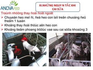 III.NHỮ NG NGUY N TẮ C KHI
                                   CAI SỮ A
Traùnh nhöõng thay ñoåi ñoät ngoät
 Chuyeån heo meï ñi, ñeå heo con laïi treân chuoàng ñeû
  theâm 1 tuaàn
 Khoâng thay ñoåi thöùc aên heo con
 Khoâng tieâm phoøng tröôùc vaø sau cai söõa khoaûng 3
  ngaøy
 