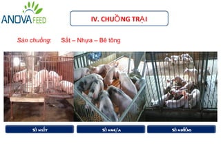 IV. CHUỒ NG TRẠ I

Sàn chuồng:    Sắt – Nhựa – Bê tông




    Sà n sắt                Sà n nhựa        Sà n bt ng
                                                   êô
 