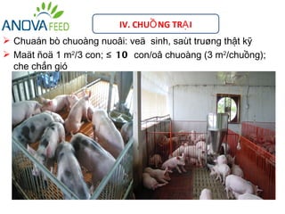 IV. CHUỒ NG TRẠ I
 Chuaån bò chuoàng nuoâi: veä sinh, saùt truøng thật kỹ
 Maät ñoä 1 m2/3 con; ≤ 10 con/oâ chuoàng (3 m2/chuồng);
  che chắn gió
 