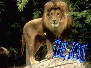 THE LIONS  