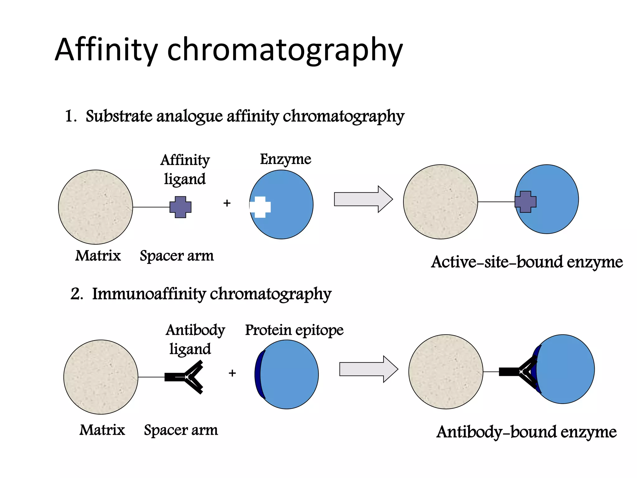 Affinity chromatography
Matrix Spacer arm
Affinity
ligand
+
Active-site-bound enzyme
1. Substrate analogue affinity chromatography
Matrix Spacer arm
Antibody
ligand
+
Antibody-bound enzyme
2. Immunoaffinity chromatography
Protein epitope
Enzyme
 