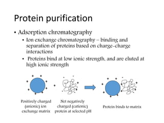 Protein purification
• Adsorption chromatography
• Ion exchange chromatography – binding and
separation of proteins based on charge-charge
interactions
• Proteins bind at low ionic strength, and are eluted at
high ionic strength
+
+
+
+
+
+
+ +
+
+
-
- -
-
+
+
+
+
+
+
+
+
+
+
-
- -
+
Positively charged
(anionic) ion
exchange matrix
Net negatively
charged (cationic)
protein at selected pH
Protein binds to matrix
 