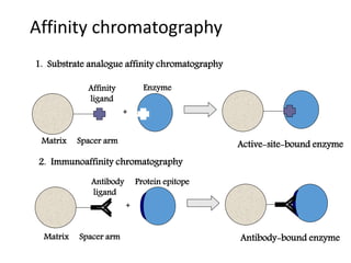 Affinity chromatography
Matrix Spacer arm
Affinity
ligand
+
Active-site-bound enzyme
1. Substrate analogue affinity chromatography
Matrix Spacer arm
Antibody
ligand
+
Antibody-bound enzyme
2. Immunoaffinity chromatography
Protein epitope
Enzyme
 