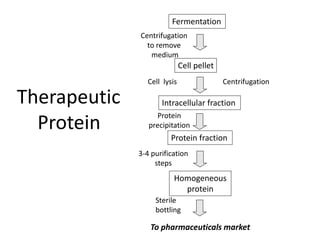 Fermentation
Cell pellet
Intracellular fractionTherapeutic
Protein
Centrifugation
to remove
medium
Cell lysis Centrifugation
Protein
precipitation
Protein fraction
3-4 purification
steps
Homogeneous
protein
Sterile
bottling
To pharmaceuticals market
 