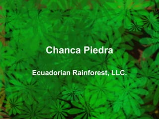 Chanca Piedra Ecuadorian Rainforest, LLC. 