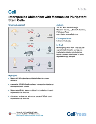 Article
Interspecies Chimerism with Mammalian Pluripotent
Stem Cells
Graphical Abstract
Highlights
d Naive rat PSCs robustly contribute to live rat-mouse
chimeras
d A versatile CRISPR-Cas9 mediated interspecies blastocyst
complementation system
d Naive rodent PSCs show no chimeric contribution to post-
implantation pig embryos
d Chimerism is observed with some human iPSCs in post-
implantation pig embryos
Authors
Jun Wu, Aida Platero-Luengo,
Masahiro Sakurai, ..., Emilio A. Martinez,
Pablo Juan Ross,
Juan Carlos Izpisua Belmonte
Correspondence
belmonte@salk.edu
In Brief
Human pluripotent stem cells robustly
engraft into both cattle and pig pre-
implantation blastocysts, but show
limited chimeric contribution to post-
implantation pig embryos.
Wu et al., 2017, Cell 168, 473–486
January 26, 2017 ª 2017 Elsevier Inc.
http://dx.doi.org/10.1016/j.cell.2016.12.036
 