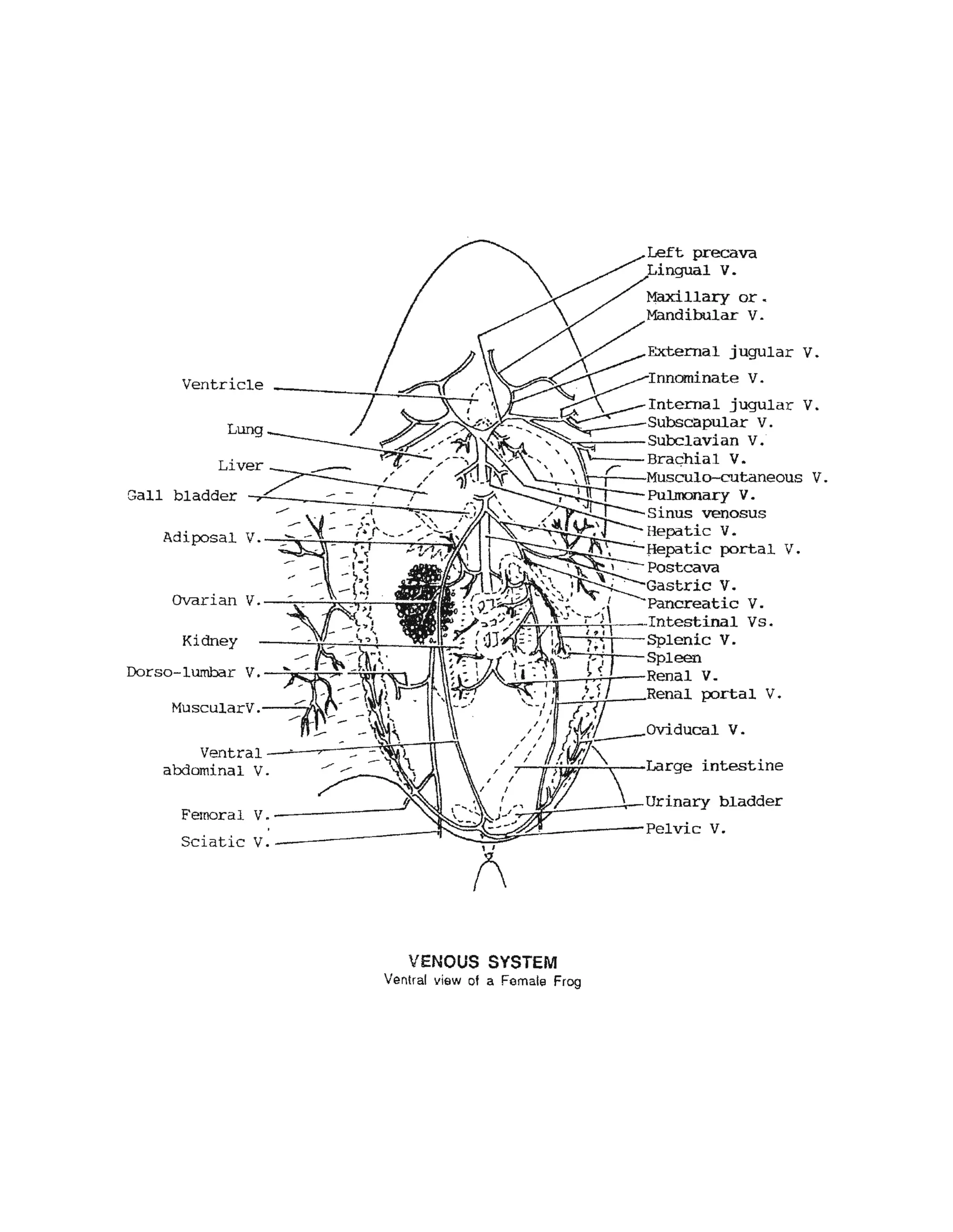 Ventricle
Lung
Liver
Gall bladder
Kidney
Ventra1--~~~~~~r-lr~
abdominal V.
Pulmonary V.
Sinus venosus
Hepatic v.
Bepatic portal V.
Postcava
v.
v.
v.
v.
intestine
Femoral v.--------------
Sciatic V.-----------------,
~~~----~-Urinary bladder
~~~~~---------Pelvic V.
VENOUS SYSTEM
Ventral view of a Female Frog
v.
v.
 