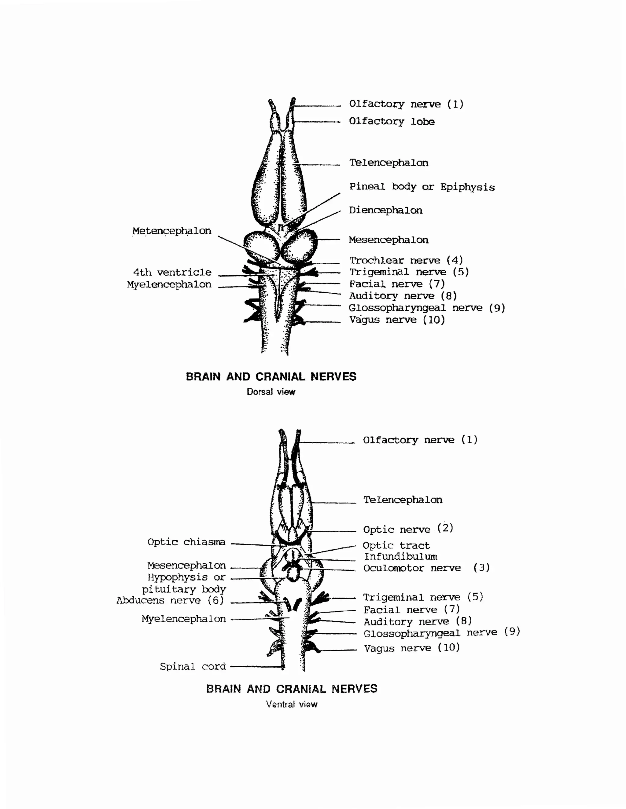 Metenceph_alon
Olfactory nerve (1)
Olfactory lobe
Telencephalon
Pineal body or Epiph_ysis
Diencephalon
Mesencephalon
Trochlear nerve (4)
Trigeminal nerve (5)
Facial nerve {7)
Auditory nerve (8)
Glossopharyngeal nerve (9)
Vagus nerve (10)
BRAIN AND CRANIAL NERVES
Dorsal view
Spinal
Olfactory nerve (1)
Telencephalon
Optic nerve (2)
Optic tract
Infundibulum
Oculomotor nerve (3)
Trigeminal nerve (5)
Facial nerve (7)
Auditory nerve (8)
Glossopharyngeal nerve {9)
Vagus nerve (10)
BRAIN AND CRANIAL NERVES
Ventral view
 