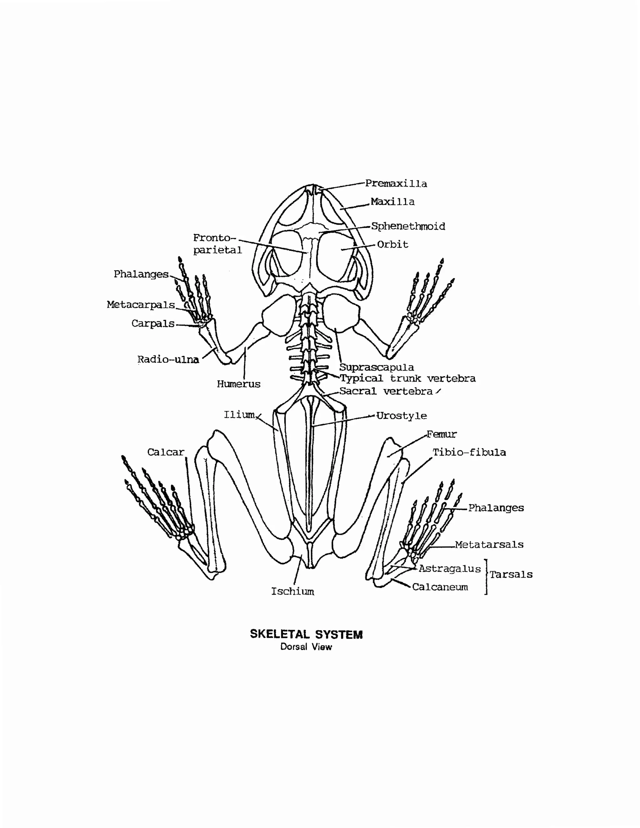 Ischium
SKELETAL SYSTEM
Dorsal View
Met atarsals
Astragalus]Tarsals
Calcaneum
 