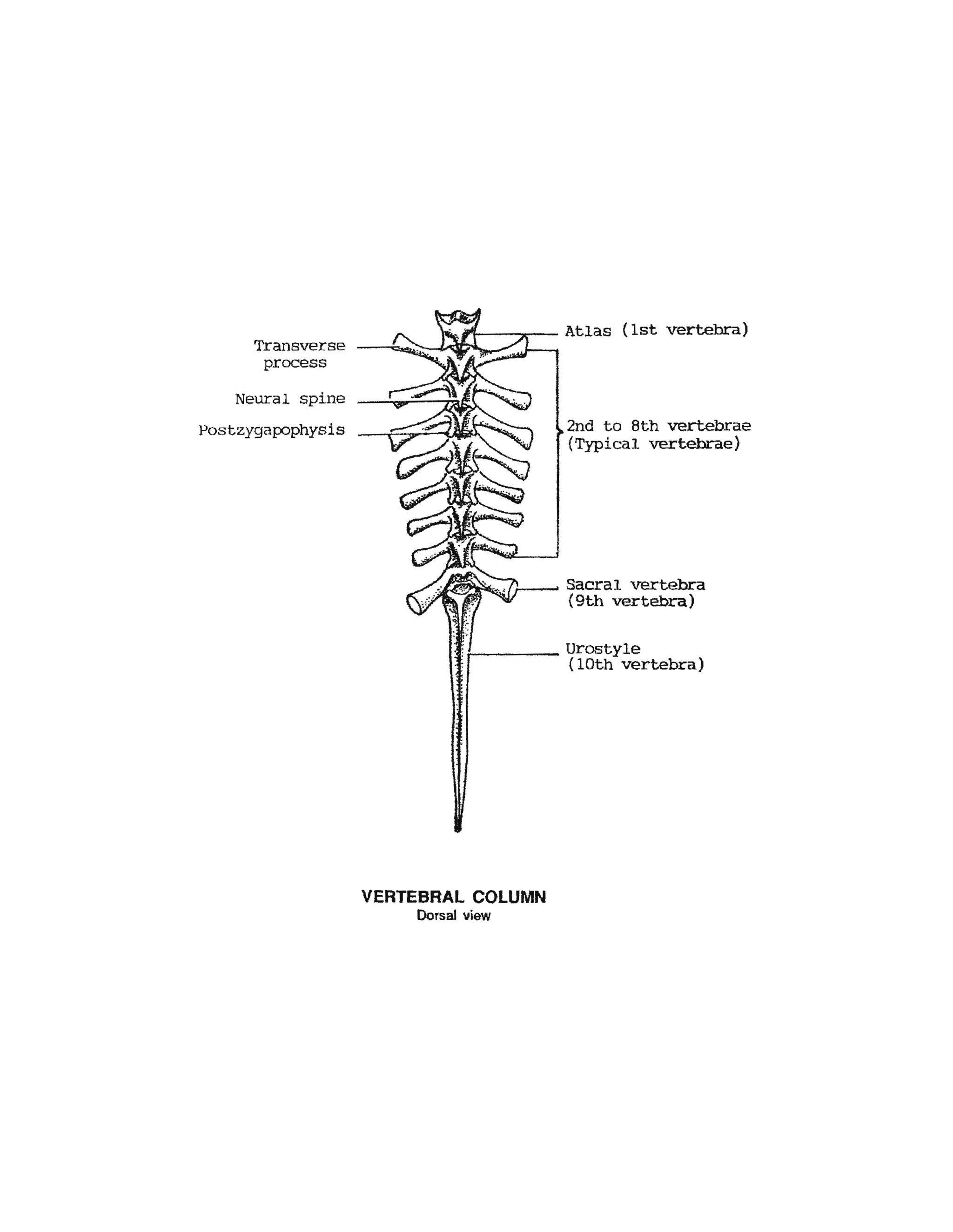Transverse
process
Neural spine
Postzygapophysis
VERTEBRAL COLUMN
Dorsal view
2nd to 8th vertebrae
(Typical vertebrae)
Sacral vertebra
(9th vertebra)
 