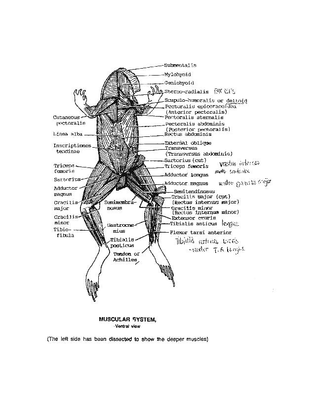 Atlas of the From