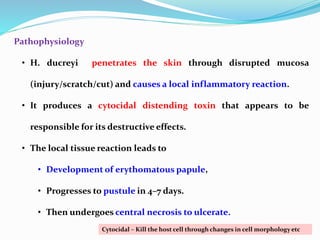 Pathophysiology
• H. ducreyi penetrates the skin through disrupted mucosa
(injury/scratch/cut) and causes a local inflammatory reaction.
• It produces a cytocidal distending toxin that appears to be
responsible for its destructive effects.
• The local tissue reaction leads to
• Development of erythomatous papule,
• Progresses to pustule in 4–7 days.
• Then undergoes central necrosis to ulcerate.
Cytocidal – Kill the host cell through changes in cell morphology etc
 