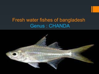 Fresh water fishes of bangladesh
Genus : CHANDA
 