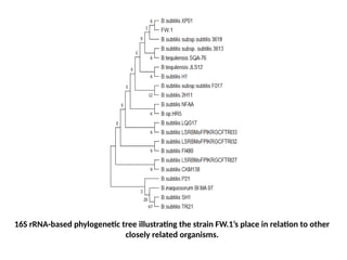 16S rRNA-based phylogenetic tree illustrating the strain FW.1’s place in relation to other
closely related organisms.
 