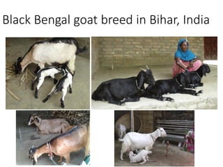 Livestock breed purity: Whose goal?