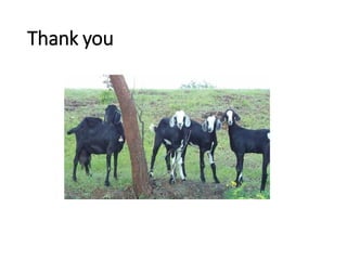 Livestock breed purity: Whose goal?