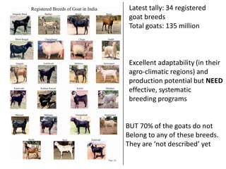 Livestock breed purity: Whose goal?