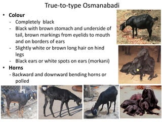 Livestock breed purity: Whose goal?