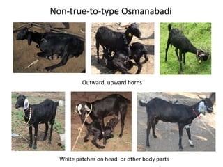 Livestock breed purity: Whose goal?