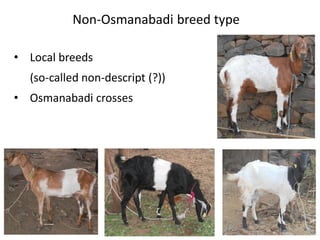 Livestock breed purity: Whose goal?