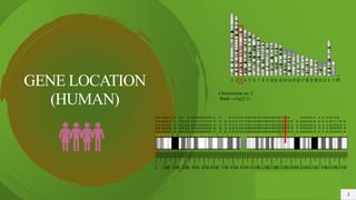 GENE LOCATION
(HUMAN)
3
Chromosome no. 3
Band ---(3q22.1)
 
