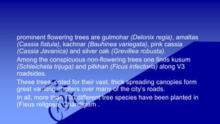 prominent flowering trees are gulmohar (Delonix regia), amaltas 
(Cassia fistula), kachnar (Bauhinea variegata), pink cassia 
(Cassia Javanica) and silver oak (Grevillea robusta). 
Among the conspicuous non-flowering trees one finds kusum 
(Schleicheta trijuga) and pilkhan (Ficus infectoria) along V3 
roadsides. 
These trees, noted for their vast, thick spreading canopies form 
great vaulting shelters over many of the city’s roads. 
In all, more than 100 different tree species have been planted in 
(Fieus religosa) Chandigarh . 
 