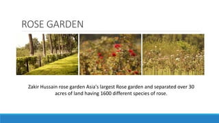ROSE GARDEN
Zakir Hussain rose garden Asia's largest Rose garden and separated over 30
acres of land having 1600 different species of rose.
 