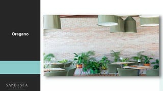 Oregano
 