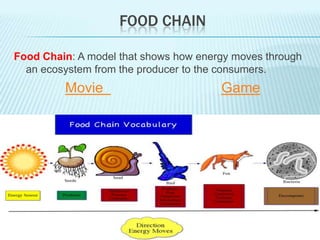 FOOD CHAIN

Food Chain: A model that shows how energy moves through
  an ecosystem from the producer to the consumers.
         Movie                         Game
 
