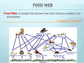 FOOD WEB
Food Web: A model that shows how food chains overlap in an
  ecosystem
                                       Create a Food Web
 
