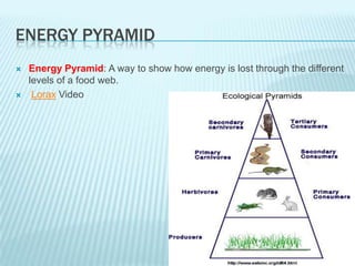 ENERGY PYRAMID
   Energy Pyramid: A way to show how energy is lost through the different
    levels of a food web.
    Lorax Video
 