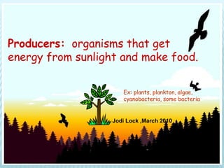 Producers: organisms that get
energy from sunlight and make food.

                      Ex: plants, plankton, algae,
                      cyanobacteria, some bacteria


                   Jodi Lock ,March 2010
 