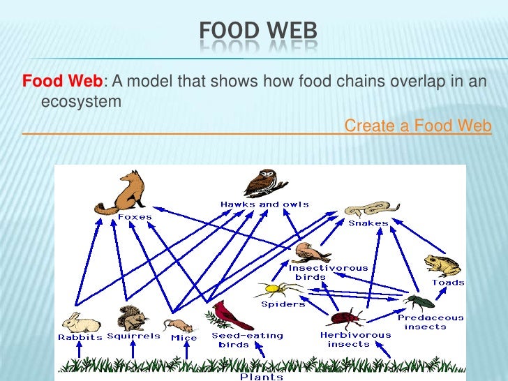 food web vs food chain venn diagram aprilonthemarchco food web and food chain vs food web venn diagram