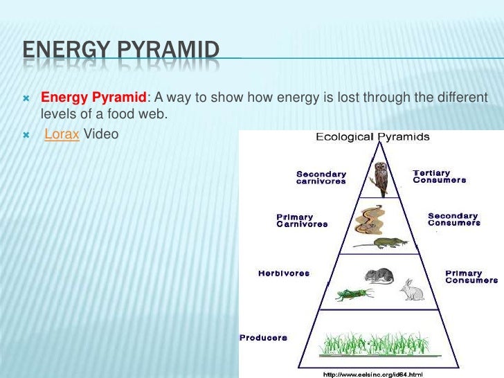 ecology power point producer and consumer venn diagram