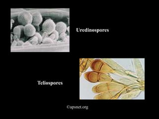 Uredinospores
Teliospores
©apsnet.org
 