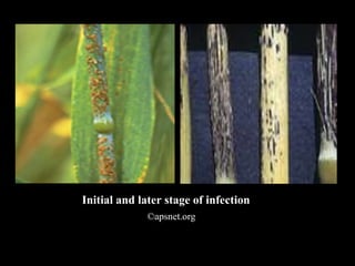 Initial and later stage of infection
©apsnet.org
 