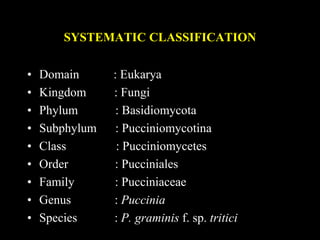 SYSTEMATIC CLASSIFICATION
• Domain : Eukarya
• Kingdom : Fungi
• Phylum : Basidiomycota
• Subphylum : Pucciniomycotina
• Class : Pucciniomycetes
• Order : Pucciniales
• Family : Pucciniaceae
• Genus : Puccinia
• Species : P. graminis f. sp. tritici
 