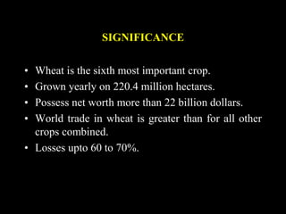 SIGNIFICANCE
• Wheat is the sixth most important crop.
• Grown yearly on 220.4 million hectares.
• Possess net worth more than 22 billion dollars.
• World trade in wheat is greater than for all other
crops combined.
• Losses upto 60 to 70%.
 
