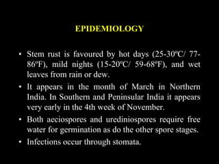 EPIDEMIOLOGY
• Stem rust is favoured by hot days (25-30ºC/ 77-
86ºF), mild nights (15-20ºC/ 59-68ºF), and wet
leaves from rain or dew.
• It appears in the month of March in Northern
India. In Southern and Peninsular India it appears
very early in the 4th week of November.
• Both aeciospores and urediniospores require free
water for germination as do the other spore stages.
• Infections occur through stomata.
 